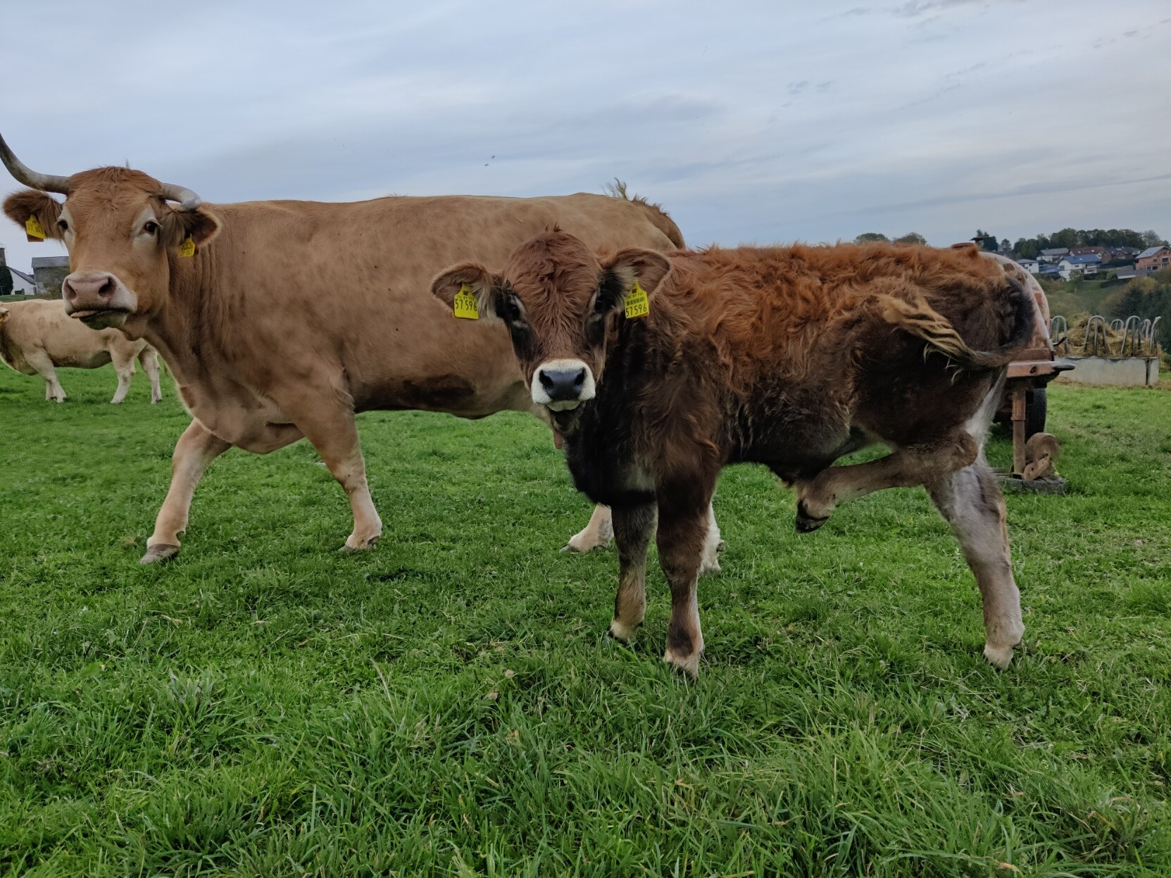 A really fluffy brown baby cow standing in front of a larger adult cow on a green meadow.