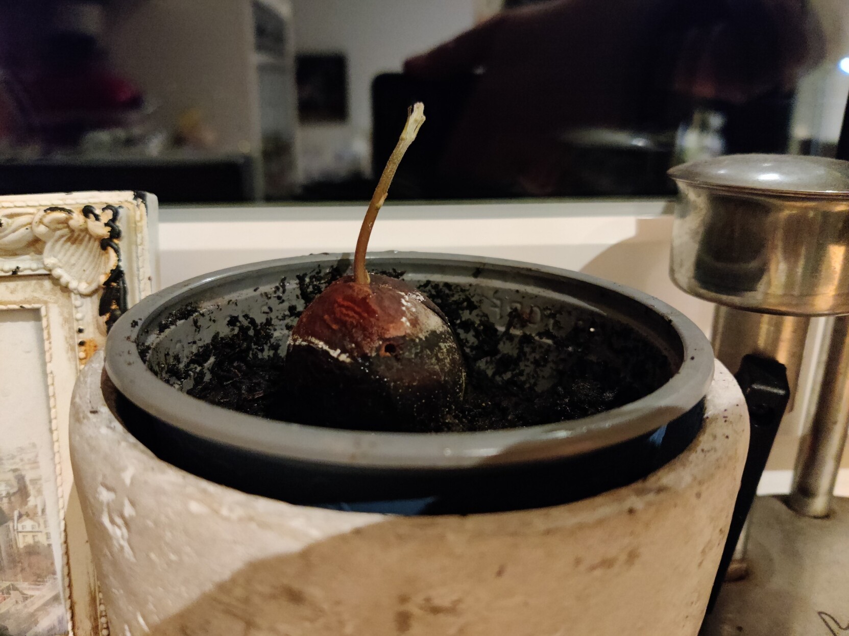 Ein kleiner Blumentopf aus Ton mit einem geteilten Avocado-Kern drin gepflanzt. Der Spross ist schon ca. 4cm hoch.
