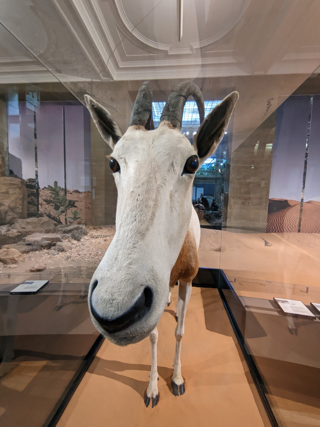 Closeup photo of a stuffed oryx in a sahran desert. The oryx stares directly at the camera.