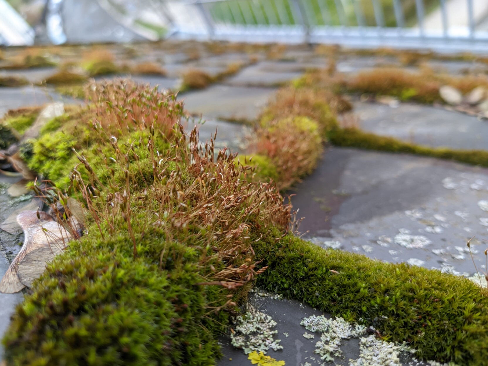 A roof with moss growing between the tiles