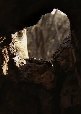 Animiertes GIF eines Greifvogels der seitlich durch ein Loch schaut. 