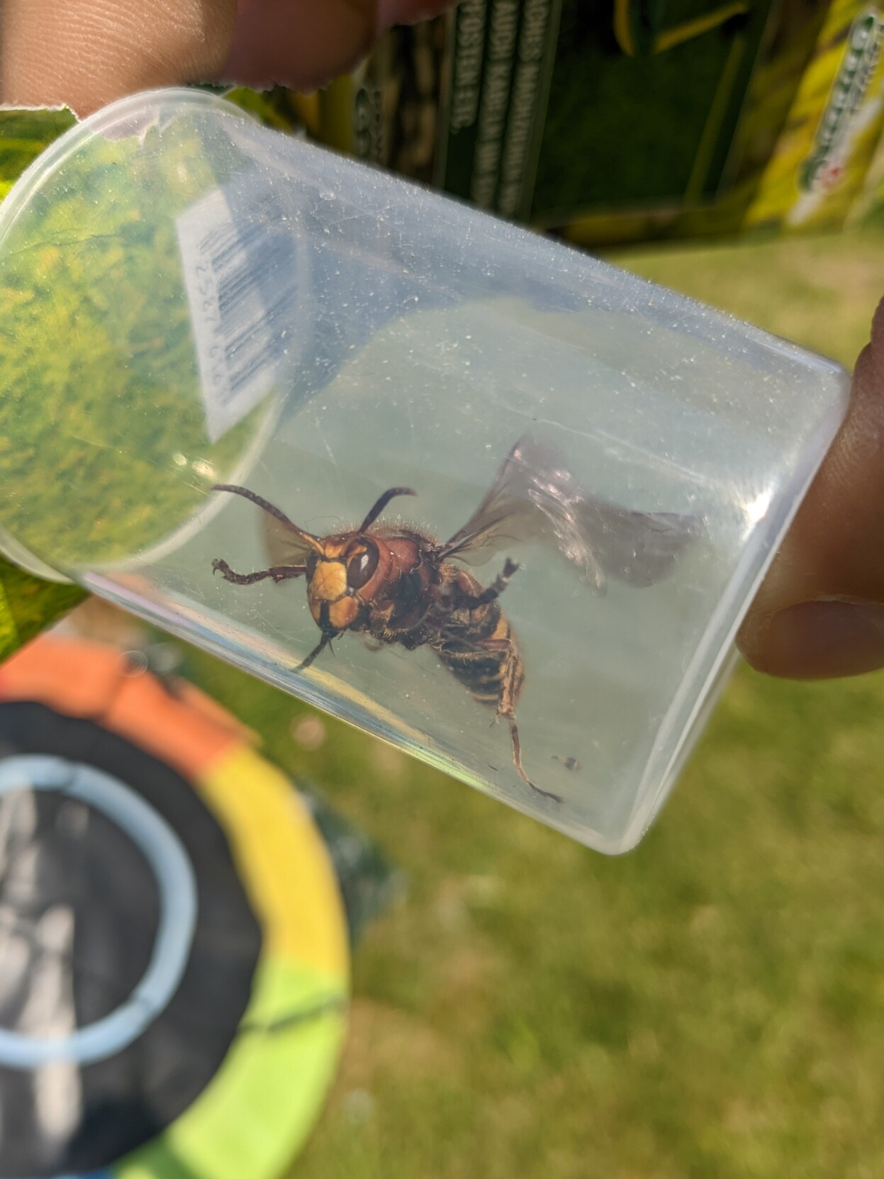 An angry looking hornet in a plastic cup