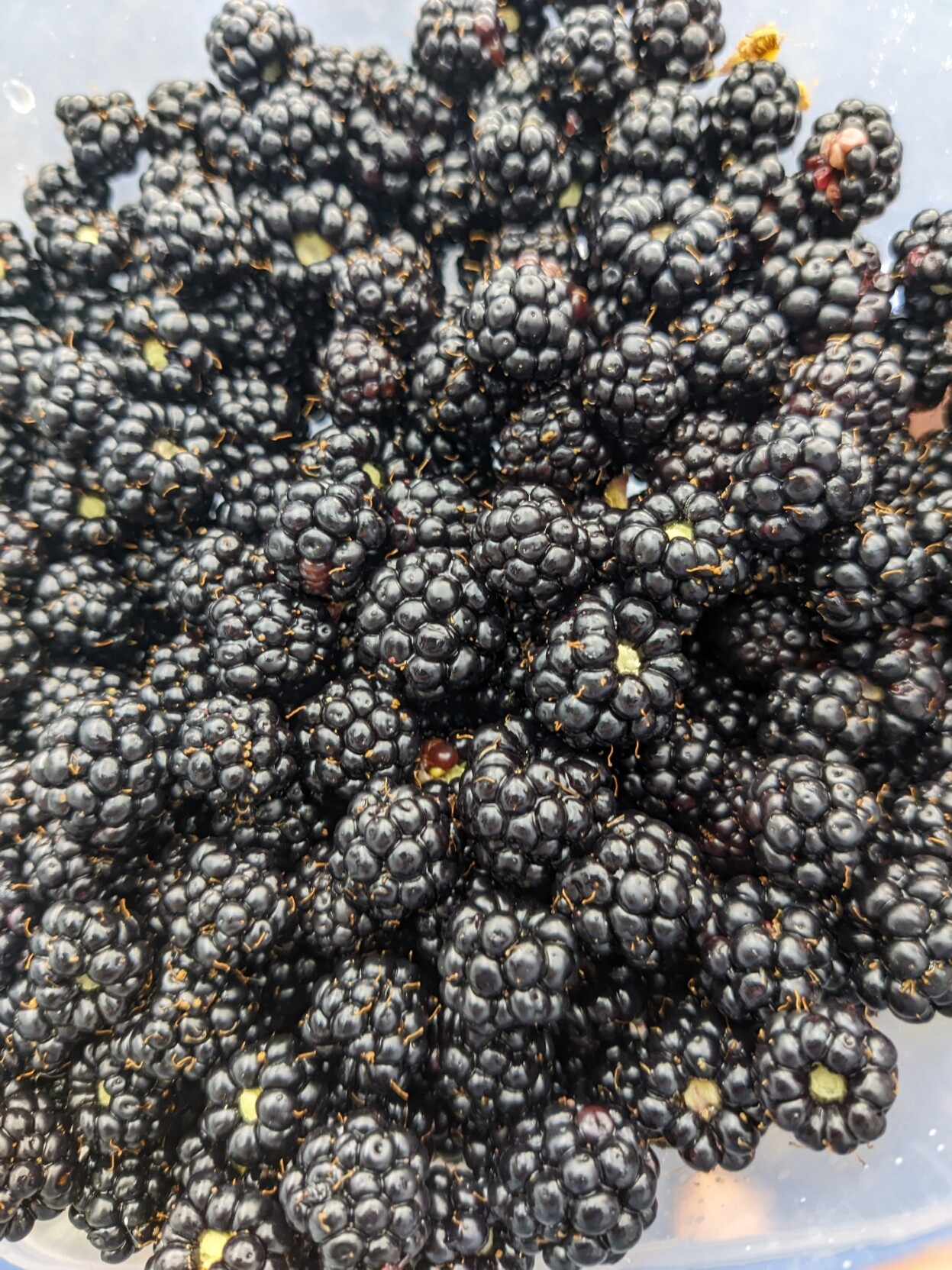 Eine Schale voller Brombeeren, gerade frisch gepflückt