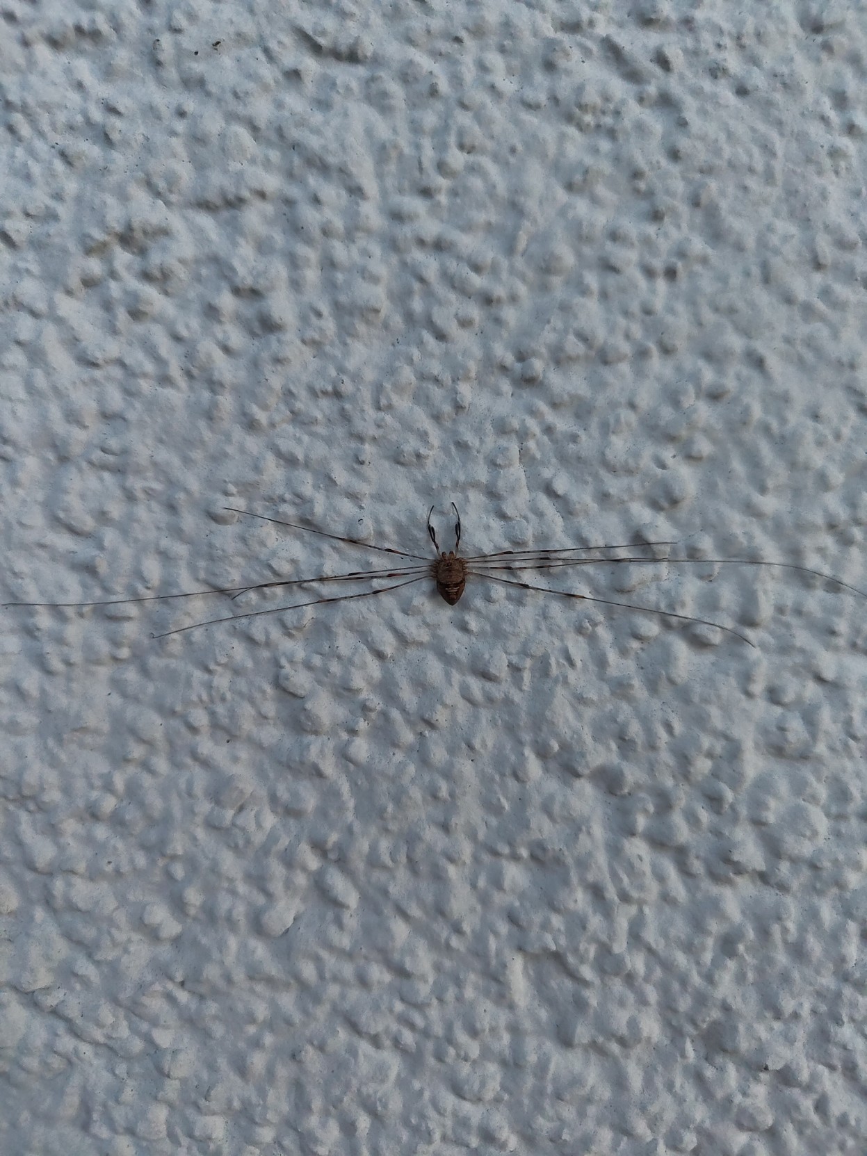A really really wide but rather small spider on a white wall. It's got two little antennas sticking out from its head.